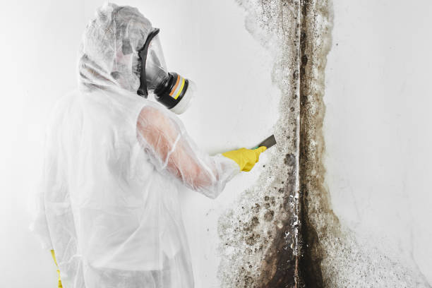 Best Local Mold Removal Service  in Wathena, KS