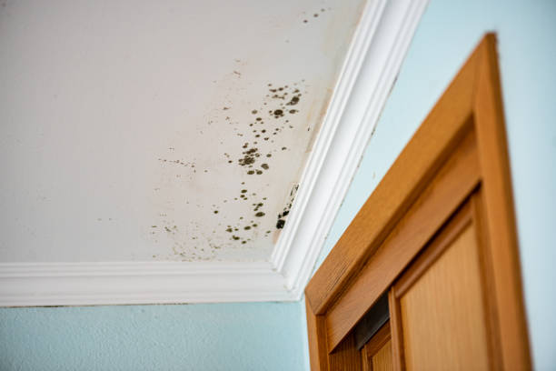 Best Mold Testing  in Wathena, KS