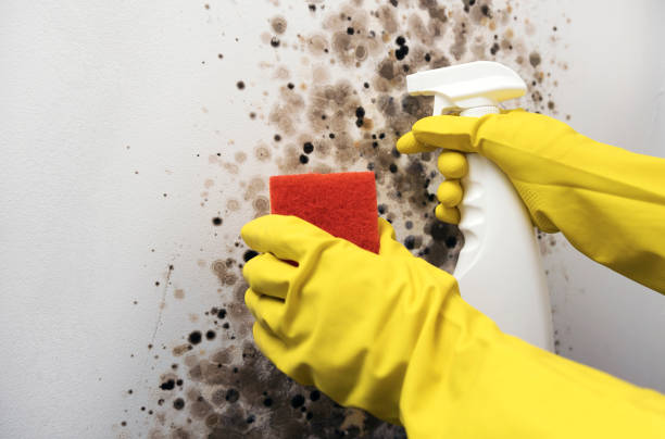 Attic Mold Removal in Wathena, KS