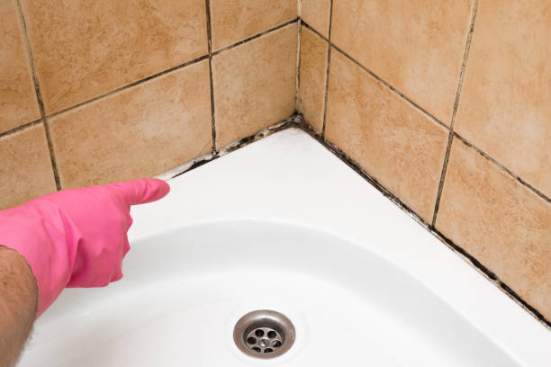 Best Toxic Mold Removal  in Wathena, KS