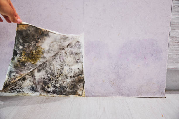 Best Certified Mold Removal  in Wathena, KS